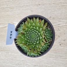 진주바위솔