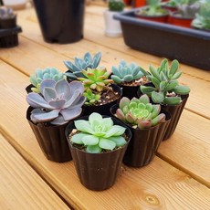 고무신다육정원