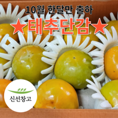 국내산 단감 시기별 최적 품종 고당도 단감, 1박스, 5kg