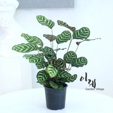공기정화식물 마고야나 중형 인테리어효과 좋은 칼라데아 마코야나
