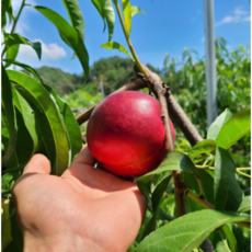 레드골드복숭아