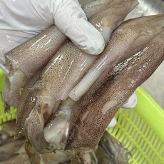 좋은씨푸드 원양산 통찜용 총알 한치, 1개, 500g