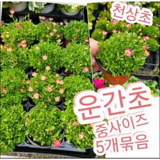 운간초-중-5개묶음/천상에서 피는 꽃 천상초, 5개