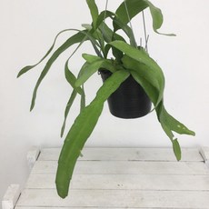 립살리스부사완