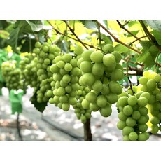 샤인머스켓수출용