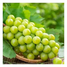 [팜쿡] 망고포도 특품 샤인머스켓 4kg (4-5송이) 에어팩포장, 1개