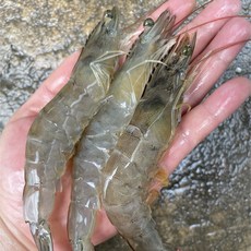 제철새우