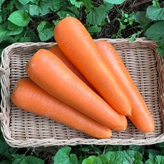 [바로신선] 깨끗한 세척당근 특상품, 1박스, 5kg
