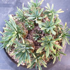 [수암다육] 아미산 랜덤발송 Euphorbia 'Gabizan' 랜덤발송 다육 다육이 다육식물 220, 1개