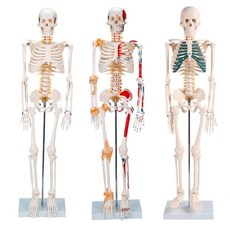 인체 해부 전신 모형 뼈모형 탈부착 해부학 척추, 180CM컬러