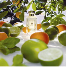 라임바질만다린프레그런스오일