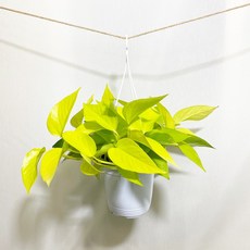 형광스킨답서스