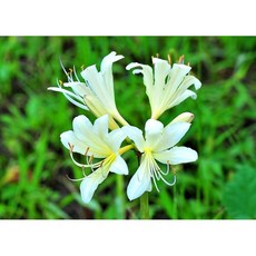 9월의꽃꽂이꽃종류