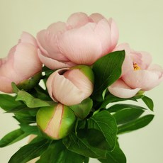 화려한 아름다움 작약 계절생화 양재꽃시장 꽃배달싼곳 메종보타닉