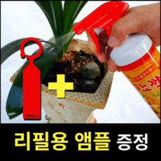다육이도매상