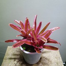 2e8557dfebeca27bb578f42d217f053ef9583974534f8944aa6760e49d37.jpg