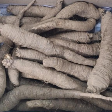 고품질 신선한 흙더덕 아삭아삭더덕 향이진한흙더덕 더덕구이용, 1개, 1kg(특16-26담금용)