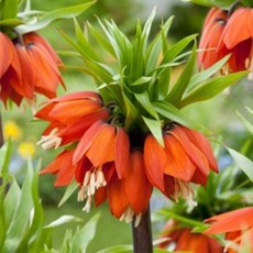 신비한수학의땅툴리아