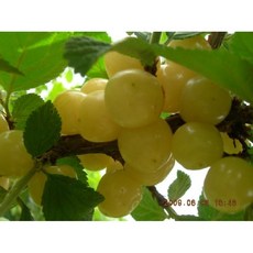 묘목 백앵두(화이트앵두) 접목1년 R0278