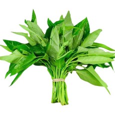 시금치수경재배