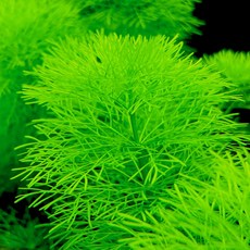 자이언트암브리아