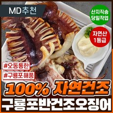 총알오징어제철