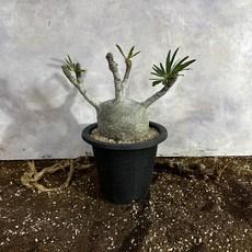  그락실리스 대 Pachypodium gracilius, 1개 