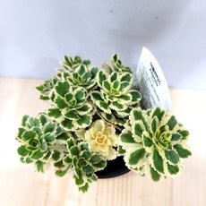 아틀란티스 세덤 잎이 화려한식물 무늬식물 노지월동가능 첼시플라워 2019수상, 1개