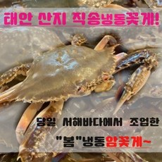 서해안 꽃게 활 암꽃게 태안 신진도 당일 조업 급냉 '봄'꽃게 1kg(4~5미), 암꽃게5kg(20~24미)
