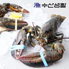 기타 [수산생활] 랍스터 1kg 내외 1마리 (셀2), 1개