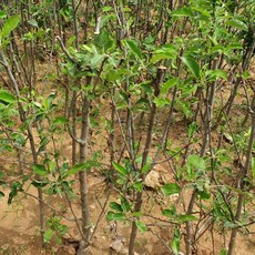 알프스오토메 묘목 2년생 (미니사과), 상품선택