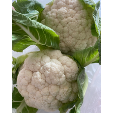 국내산 제주 생 콜리플라워 컬리플라워 못난이콜리플라워 가정용 칼리플라워 2kg 4kg, 1개