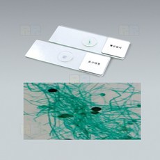 빵곰팡이