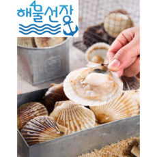 [해물선장] 싱싱한 대왕 참 가리비 1kg