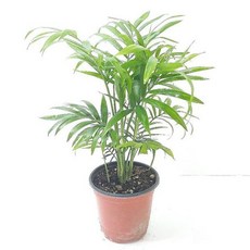 방에서키우는식물