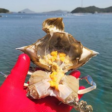 서해안 활 암꽃게 3kg(9-15미내외) 신선함이 살이있는 서해바다 활꽃게, 1박스
