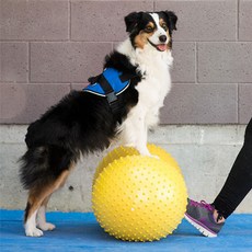 fitpaws