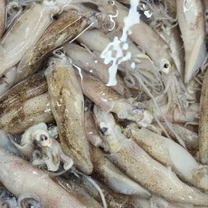 급랭 한치 총알한치 통찜한치, 1개, 500g