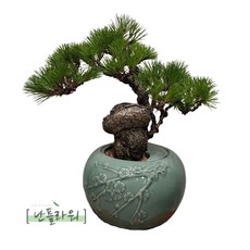고급분재 해송 도자기 축하화분/승진/취임/영전