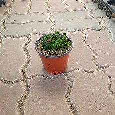 10~20cm 27 목사랑초 소품 야생화