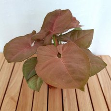 싱고니움수경재배