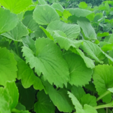 어깨동무콩나물