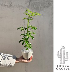 우산모양 잎을가진 키우기 쉬운 공기정화식물 쉐프렐라 - 토분 3type