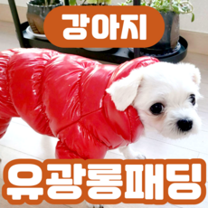 제이덱 강아지 유광 패딩 겨울 방한 외출 필수템 바람막이, 1개, 레드