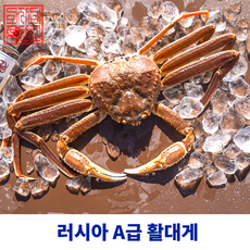 [살아있는]러시아 마가단 활 박달 대게 스노우크랩, 1개, 활 마가단 박달 대게1kg