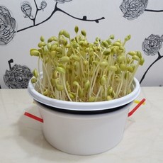 다이소 콩나물재배기 집에서 콩나물키우기 세트 콩나물시루