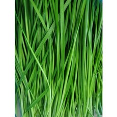 국산 산지직송 당일작업 신선한 부추 정구지 박스, 1박스, 1kg