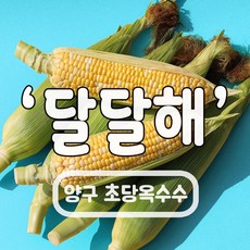양구 초당옥수수 백화점납품 17cm이상 특품 강원도 산지직송, 07.온가족용(20개입)특품