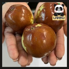 대추나무묘목