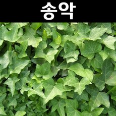 상록농원